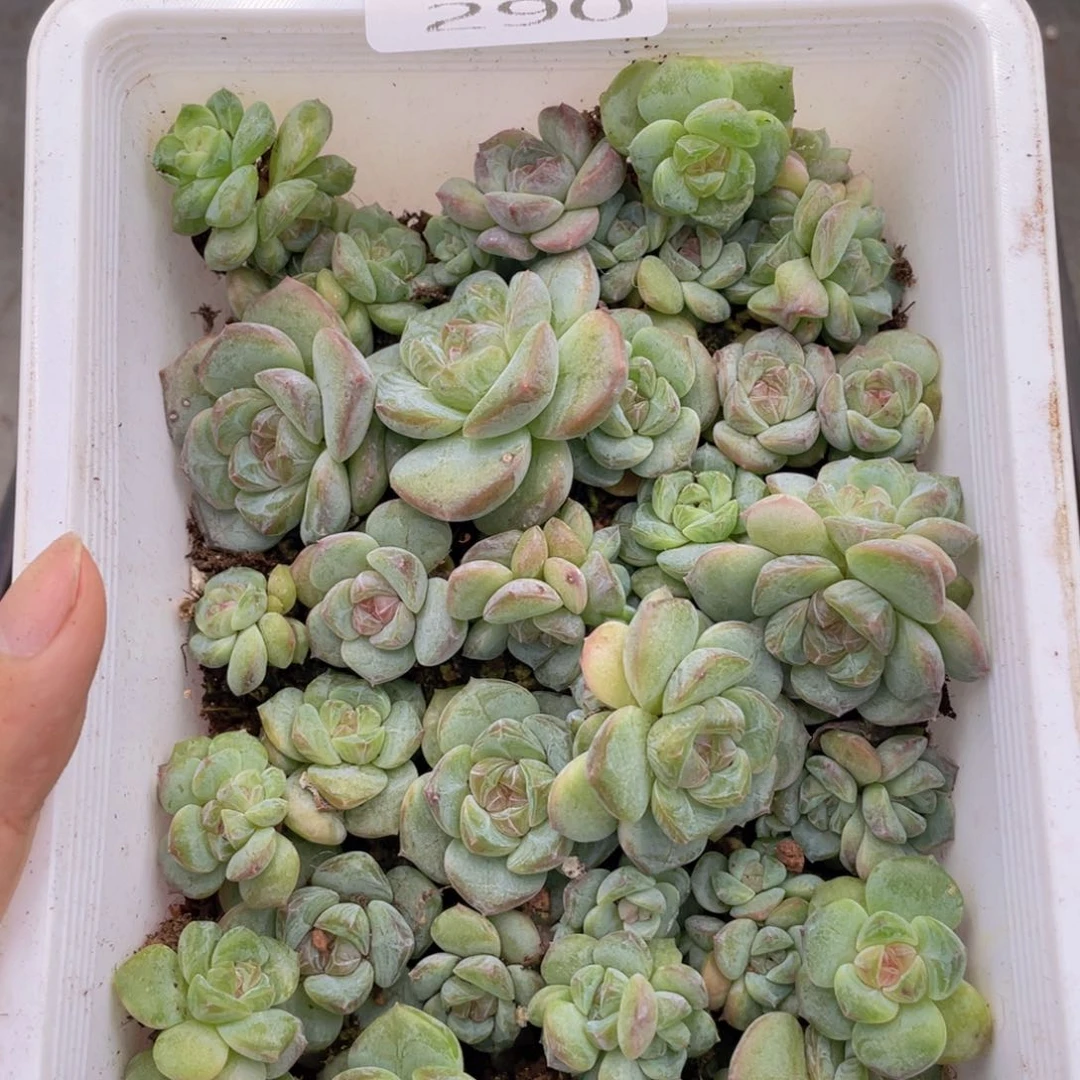 糕大上多肉植物290
