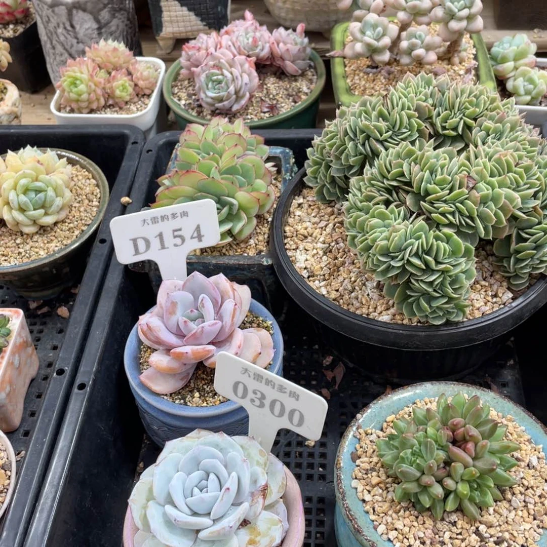 1540300雪莲奶茶两颗有点瑕疵不带盆