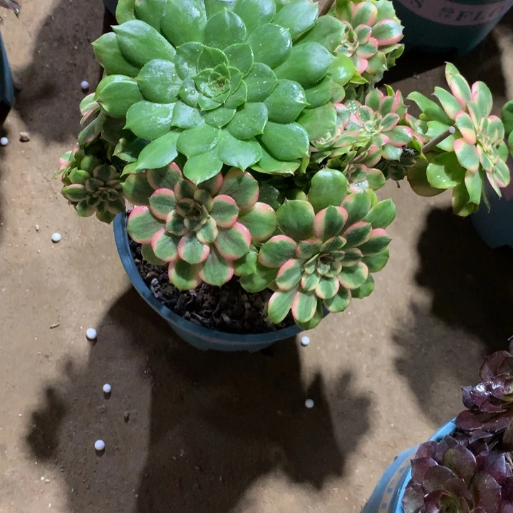656沙皇多肉植物特价