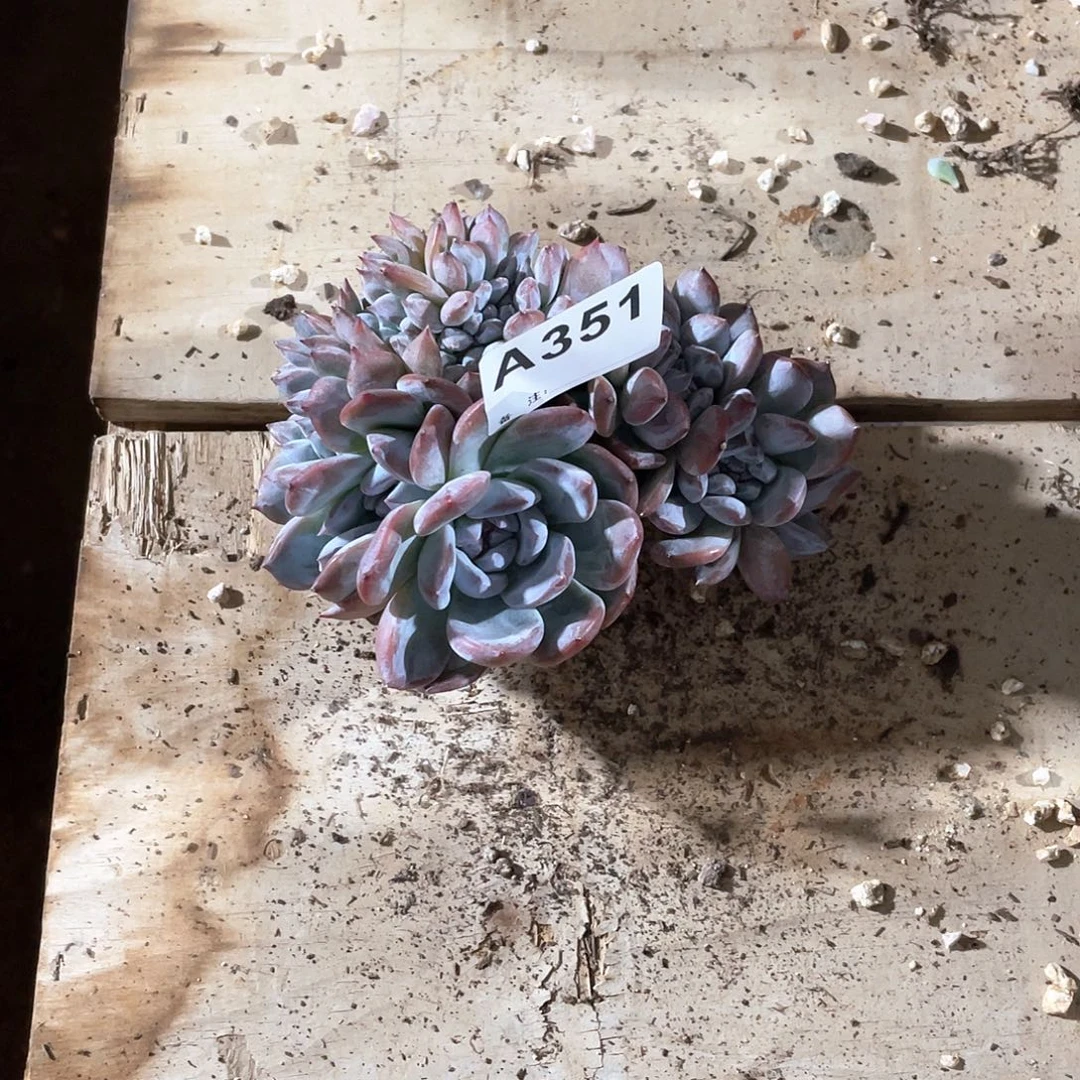 肉****351多肉植物多肉植物