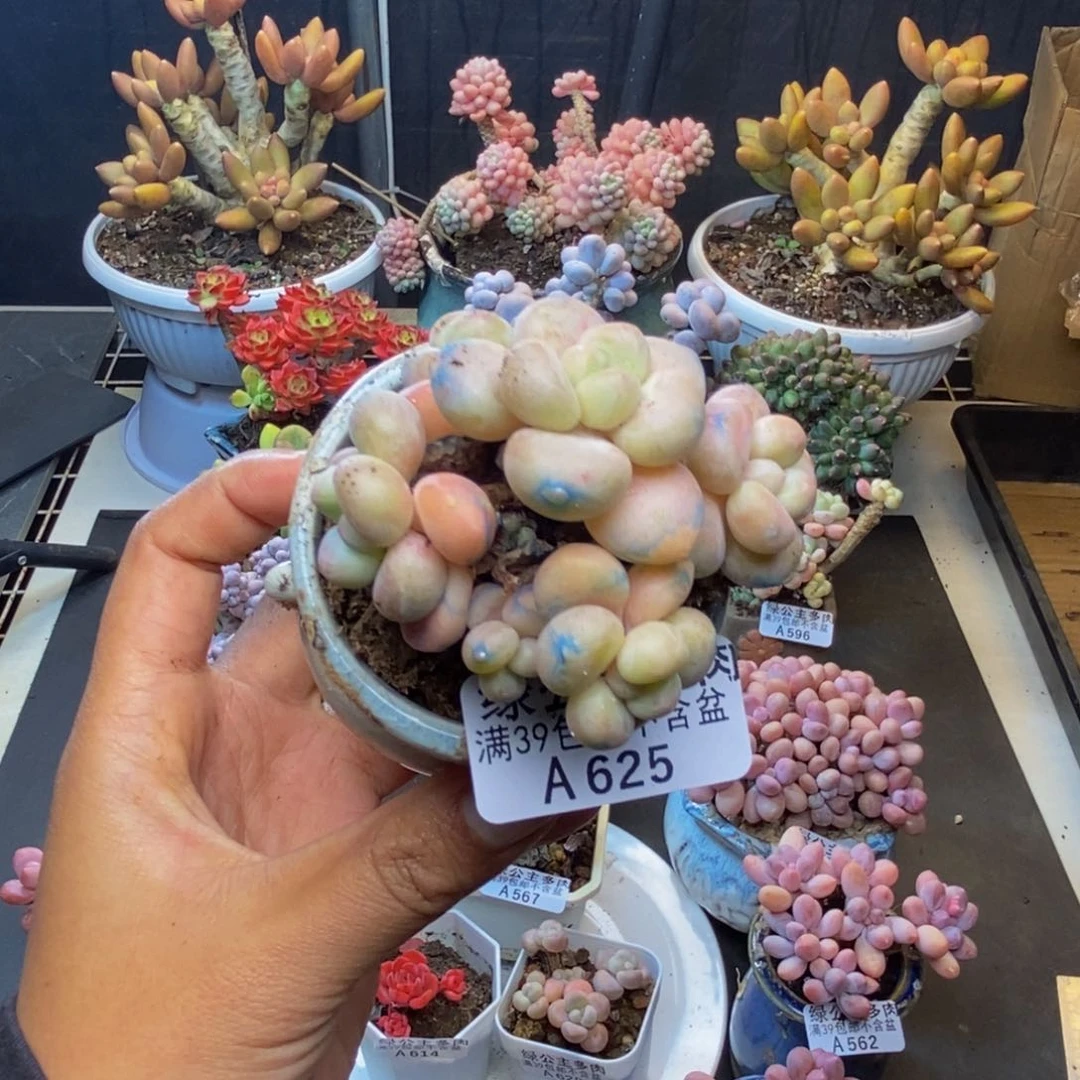 625萤火虫多肉6c m