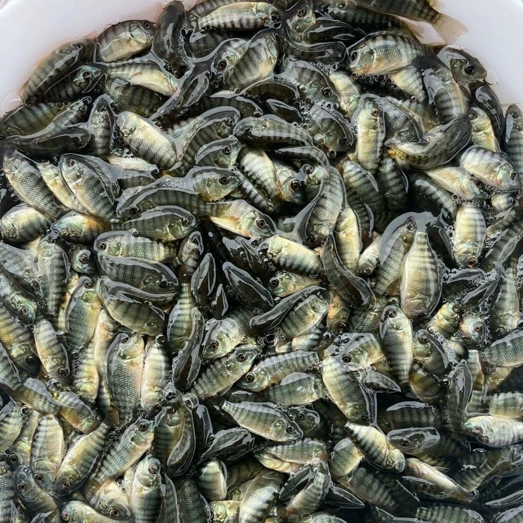 海南一号罗非鱼脆肉罗非鱼淡水广州发货