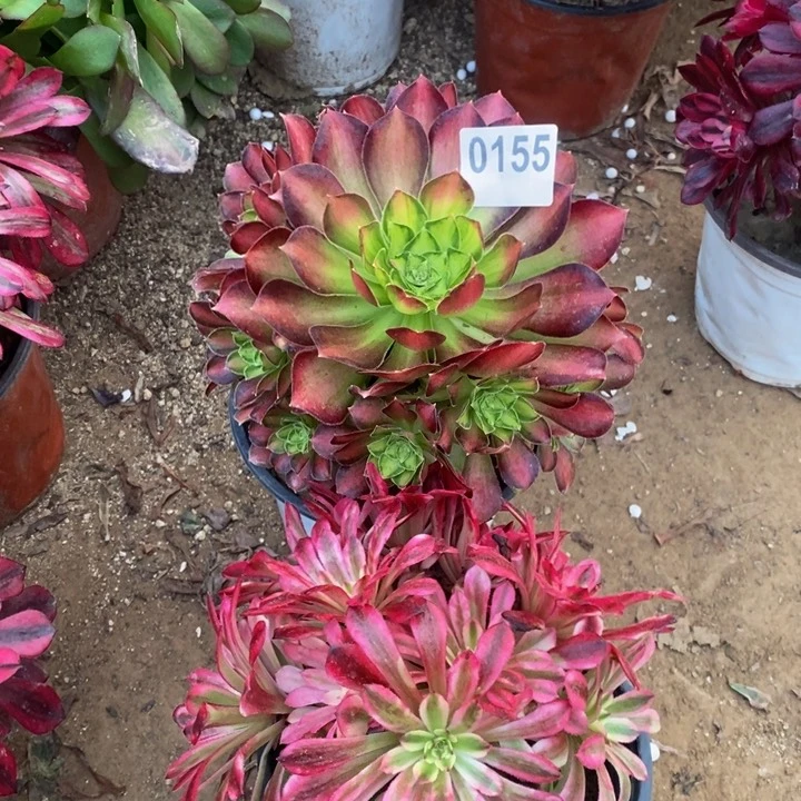 155韶华➕红颜多肉