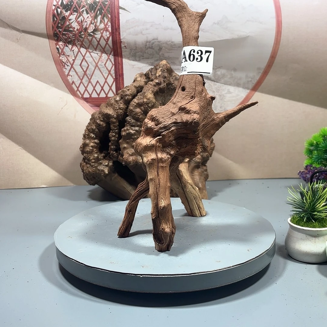 春***色大果紫檀（缅甸花梨）