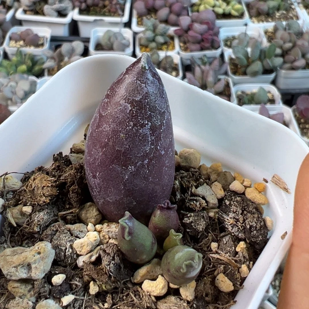 全紫海豹多肉植物水泡