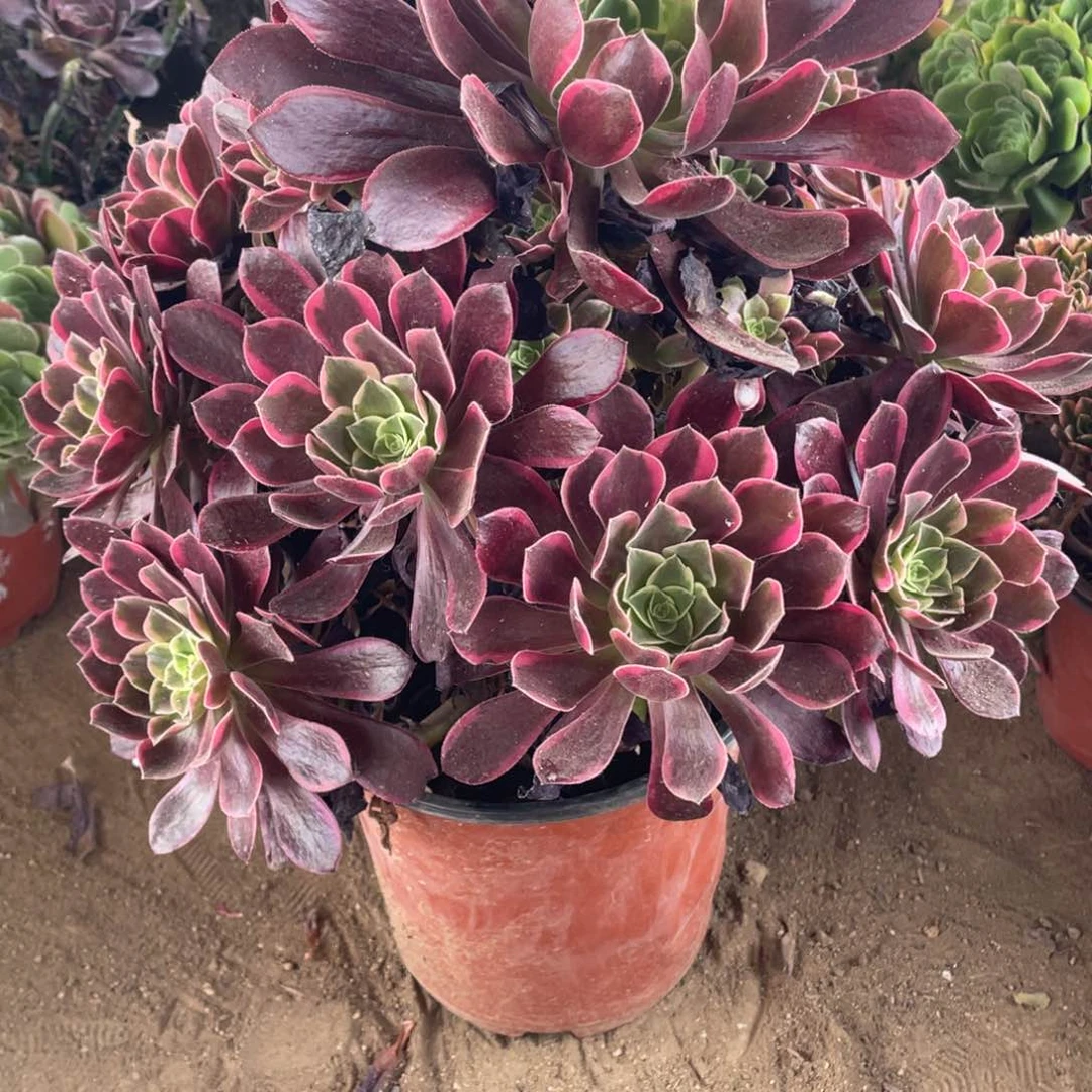 素***辰095金丝雀多肉法师断枝不包