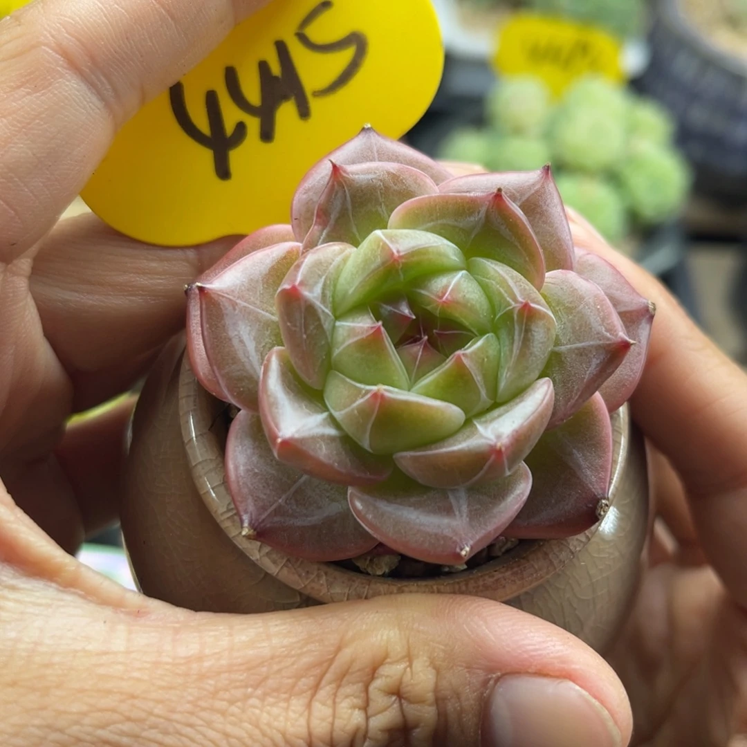 幸运星珍妮单头4415