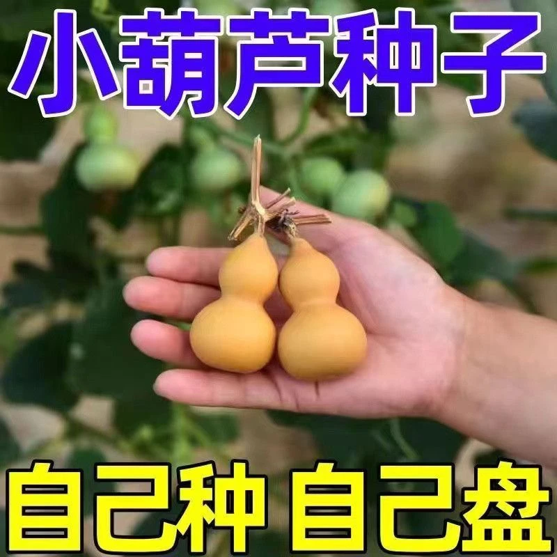 【小手捻葫芦种子】盆栽四季种植庭院阳台爬藤植物种蔬菜种子种植