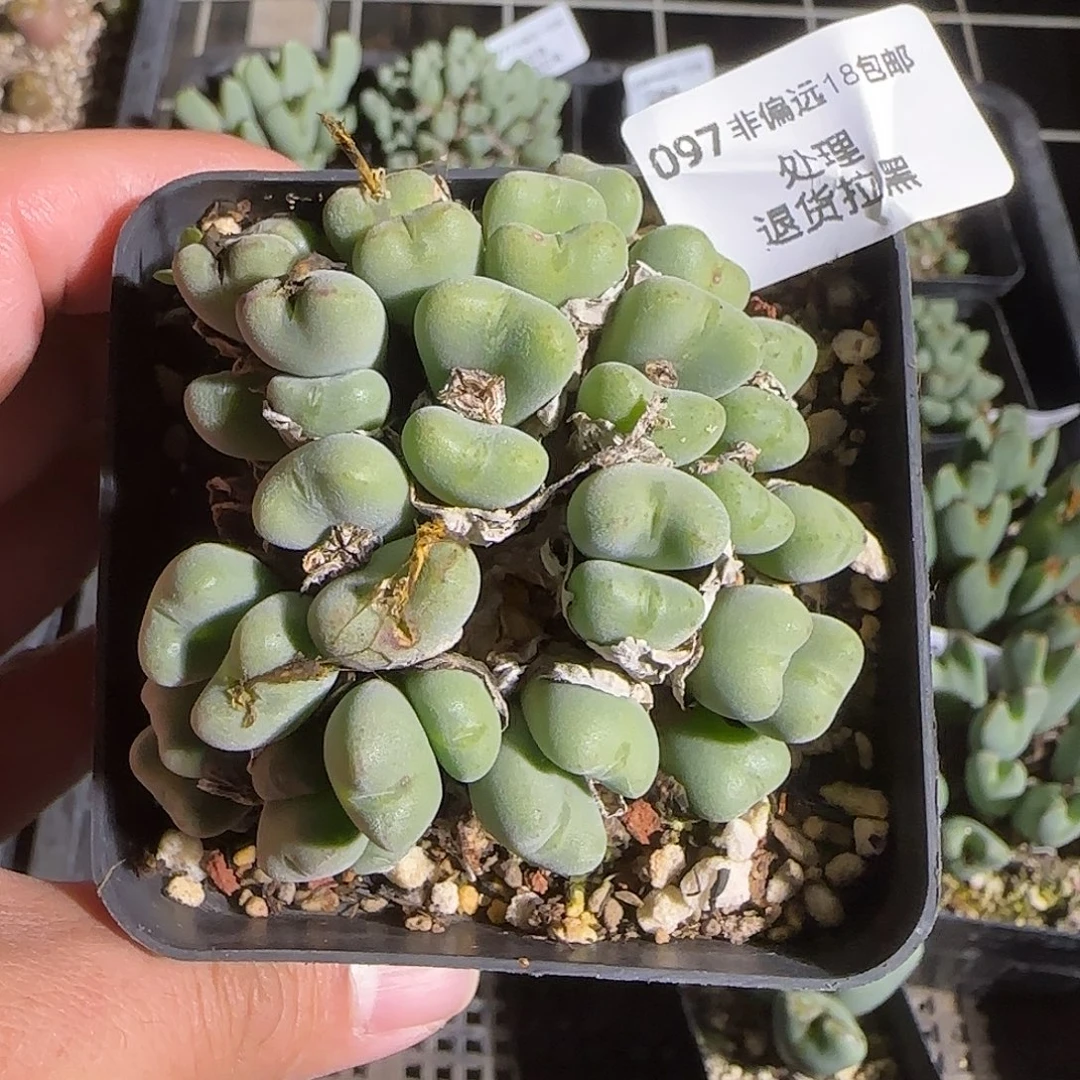 097号，清理，18包邮