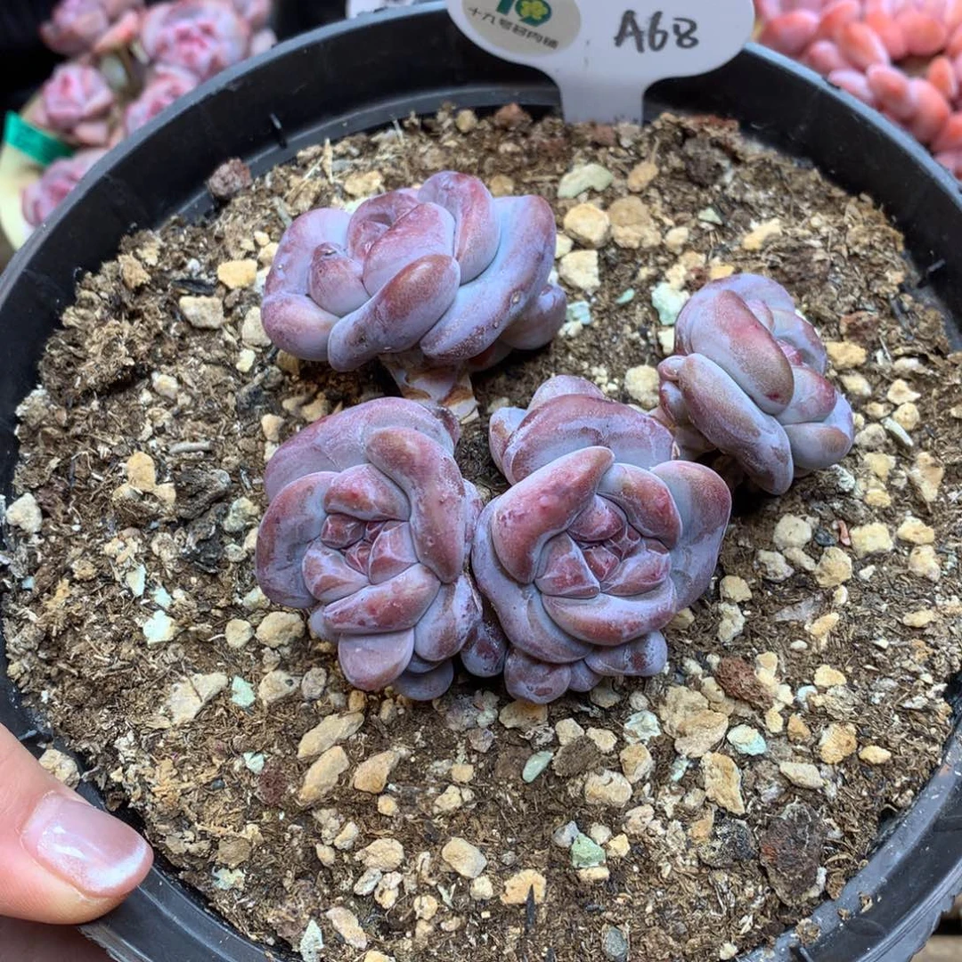 A68 突尼斯 无砍8头