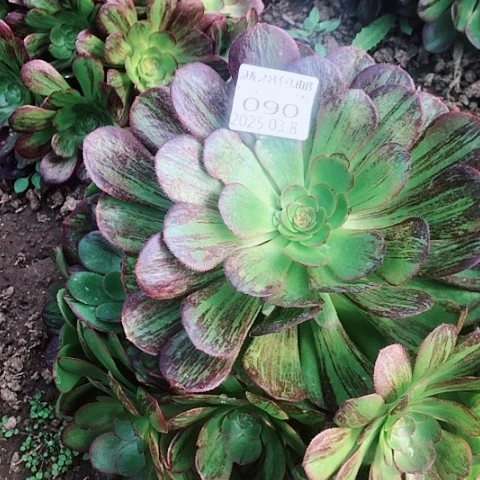 张*丫3.8-90黑玫瑰骑士多肉植物