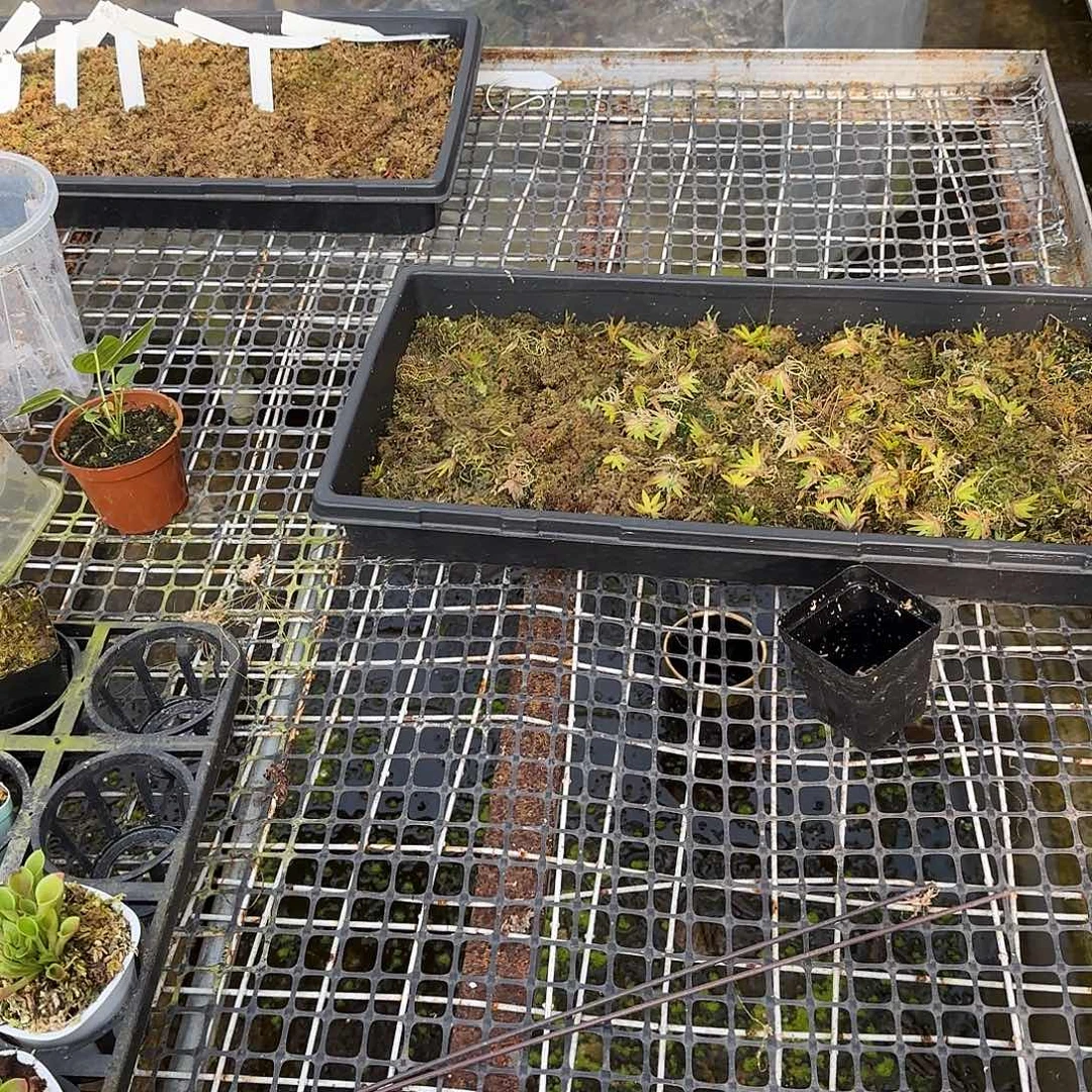 铃***芙无花朵专拍存米链接