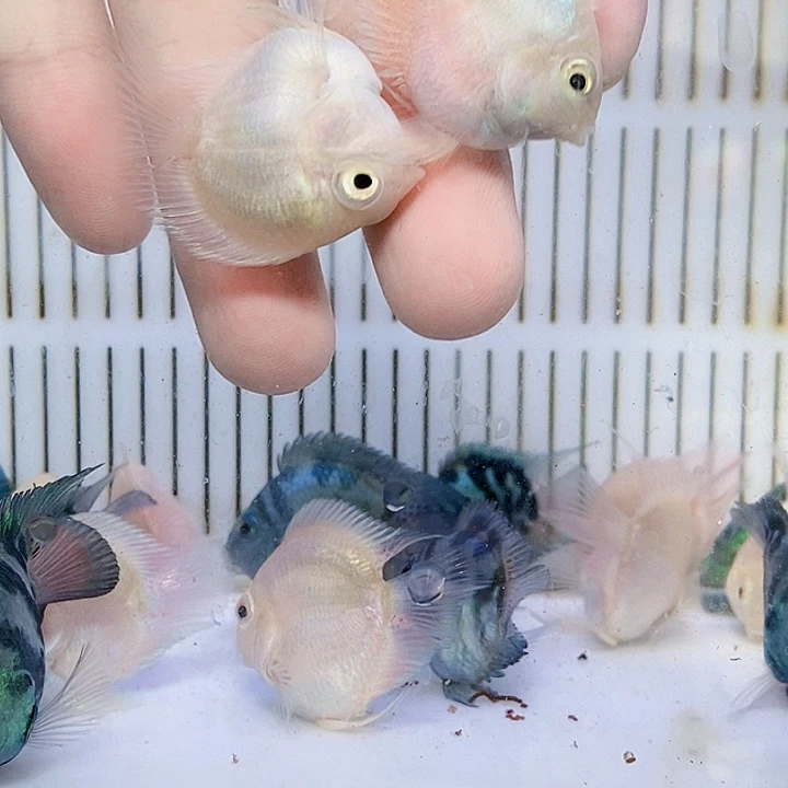 鹦鹉鱼白金缩尾桃心一对