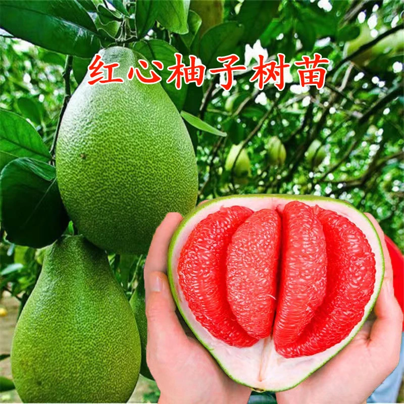 泰国红宝石青皮红肉柚子树南北方种植当年结果