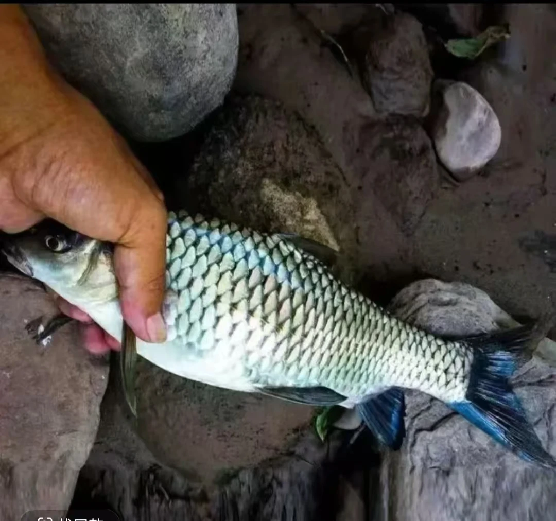 活体鱼四川清波观赏水族淡水饲养