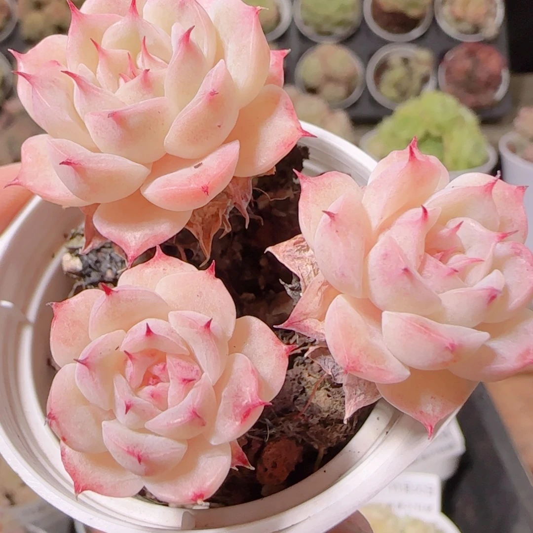 花语逸镜1130-101整