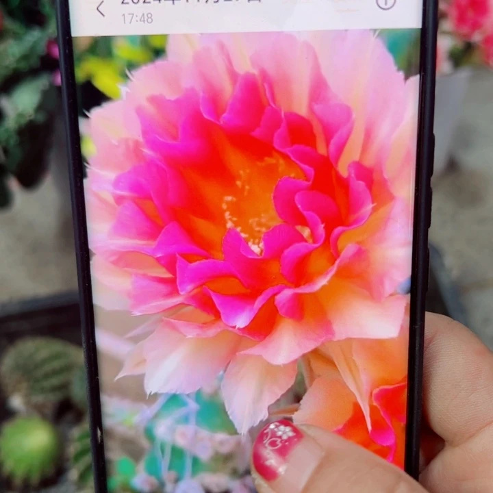 49彩草甜梦歪无根侧芽4公分左右20包邮