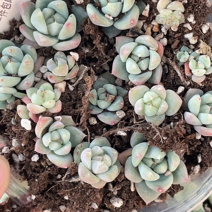 Oto一物一拍2123fff