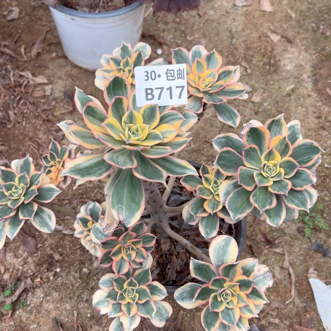 717灿烂多肉法师