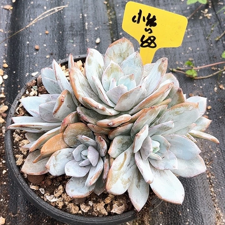 奶茶88号码牌子的话题