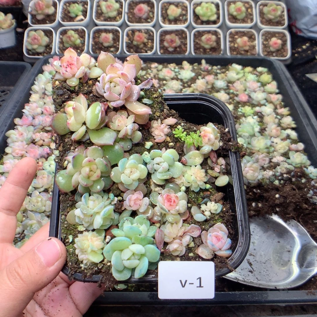 无花朵V1英语英语