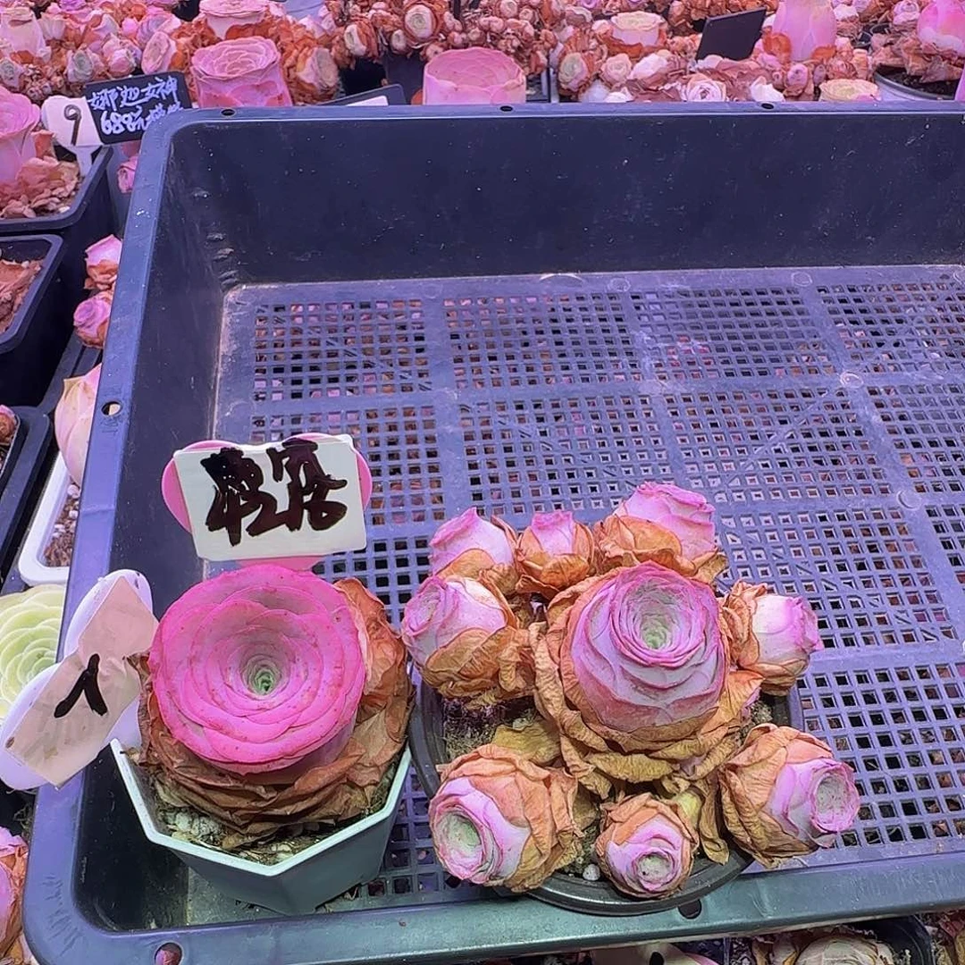 芳***左胭脂 右花烛夜 玻璃心慎拍