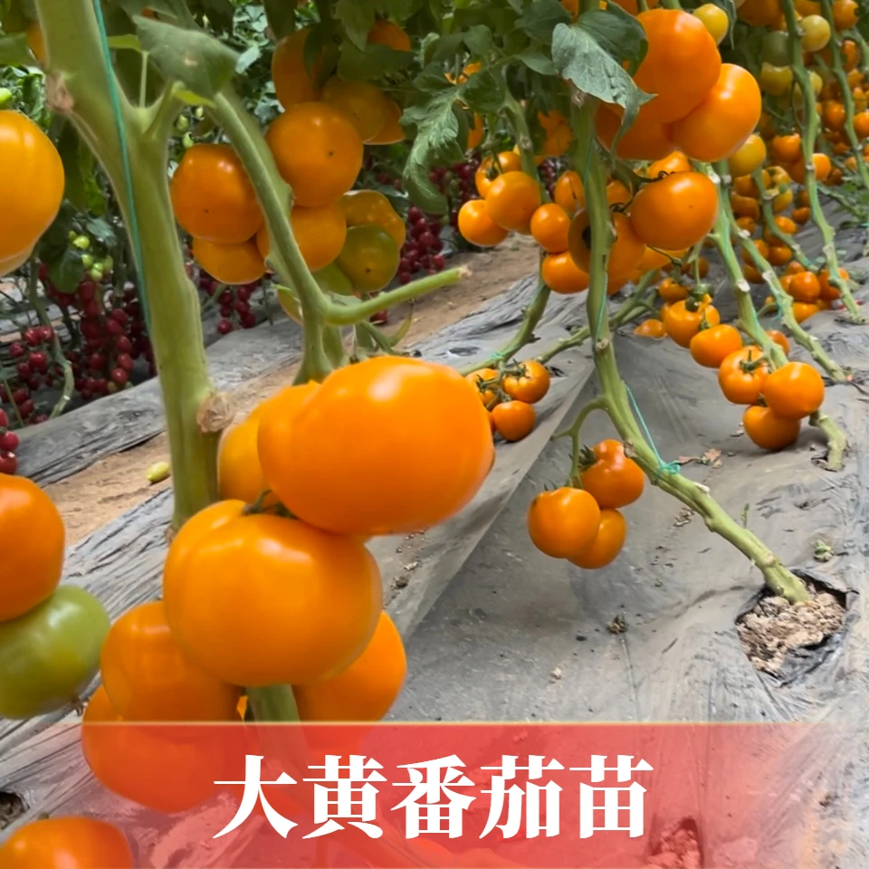 大黄番茄苗保证正品对版大果型皮薄收购沙瓤多汁西红柿苗