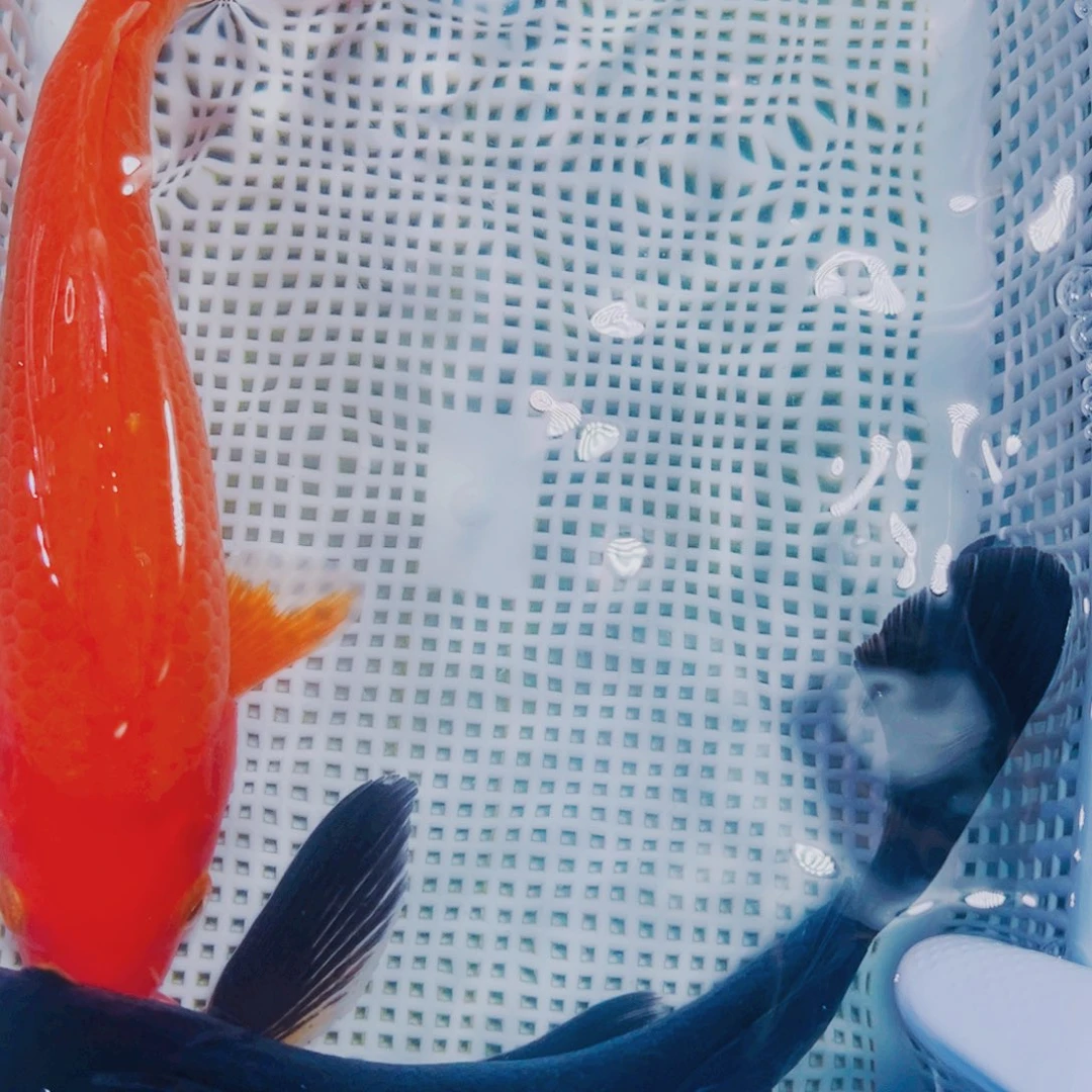 海水鱼锦鲤观赏鱼