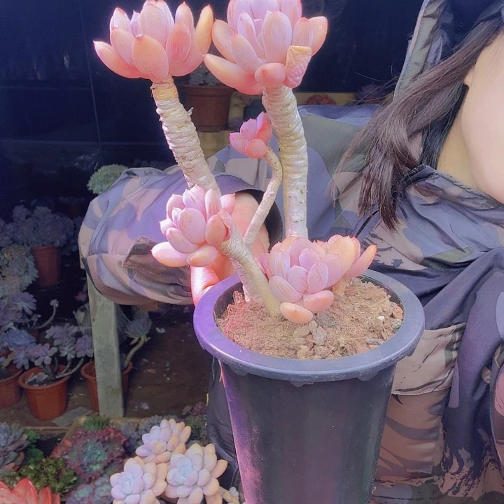 春***泥灰姑娘多肉精品多肉植物