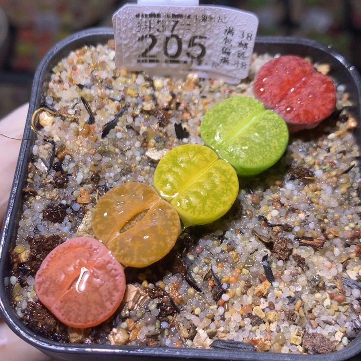 精品生石花37.205