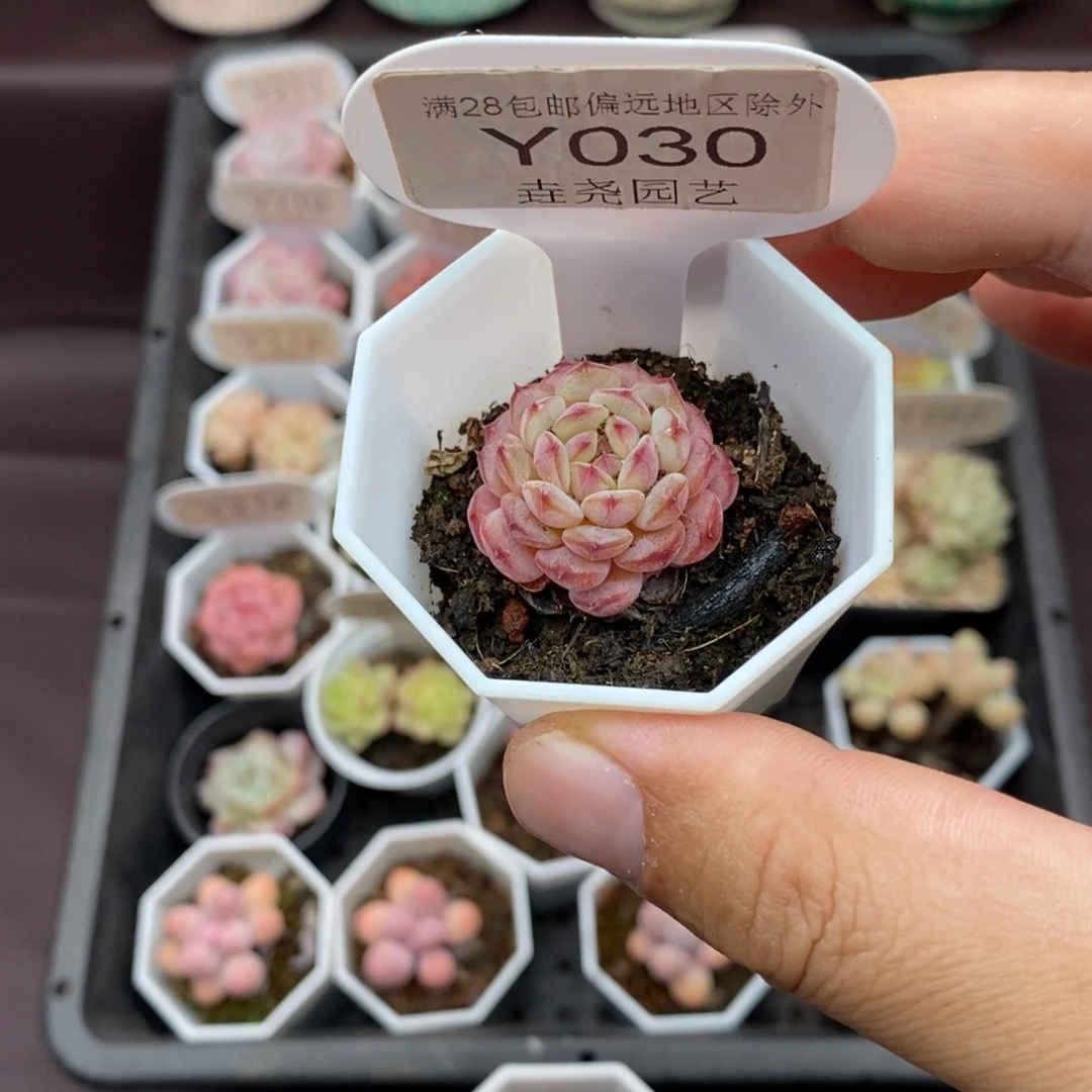 0030 白胖子单头 2.5cm