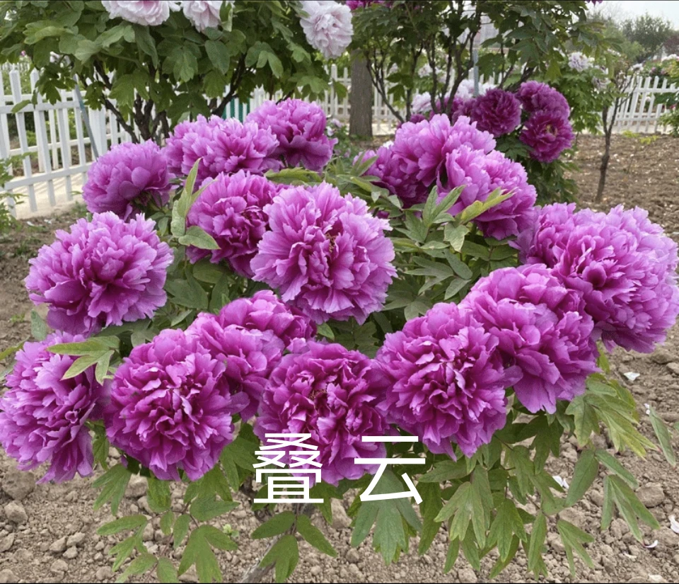 【叠云】牡丹花苗国色芳华同款牡丹先发肥料，秋季发苗 菏泽基地直发