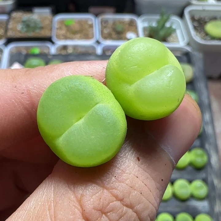 儒*轩专拍多肉植物186