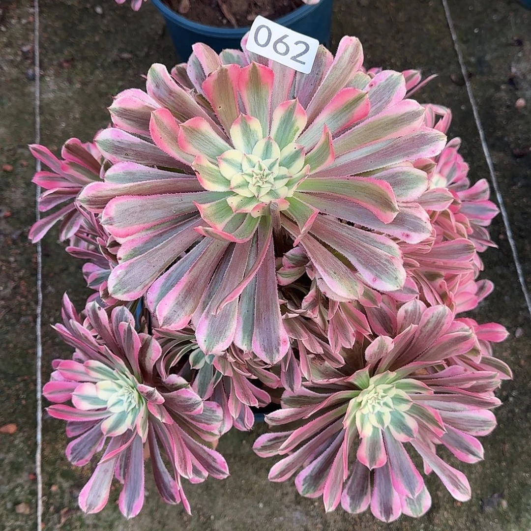 金***）多肉植物大粉铜062