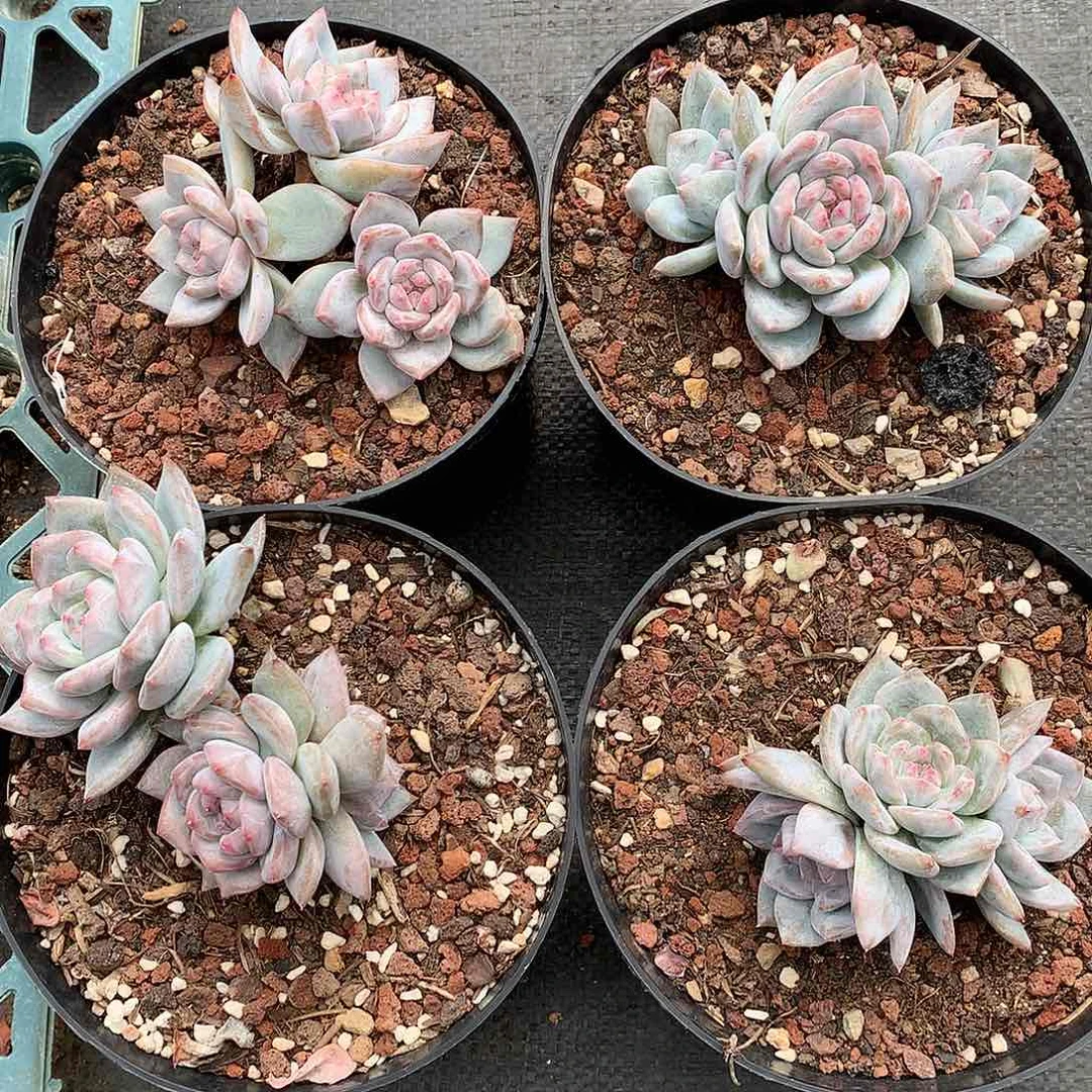 星影群有摘心4个一组