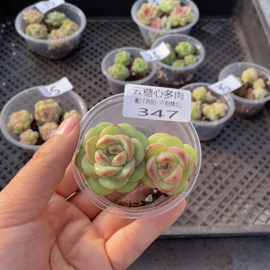 云糖心多肉植物347