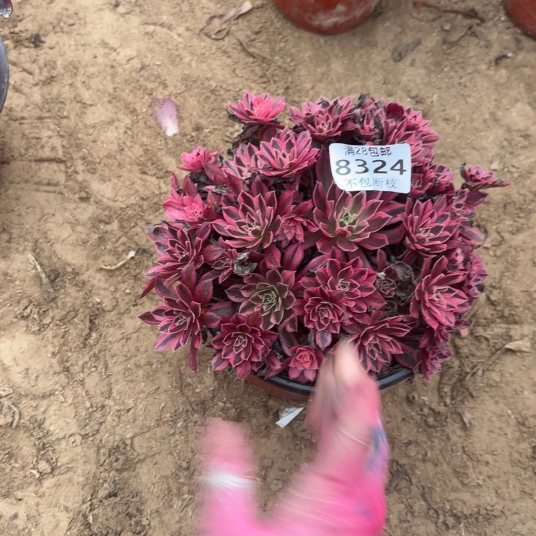 宝***人N. 8324凤凰超超白多肉吗,