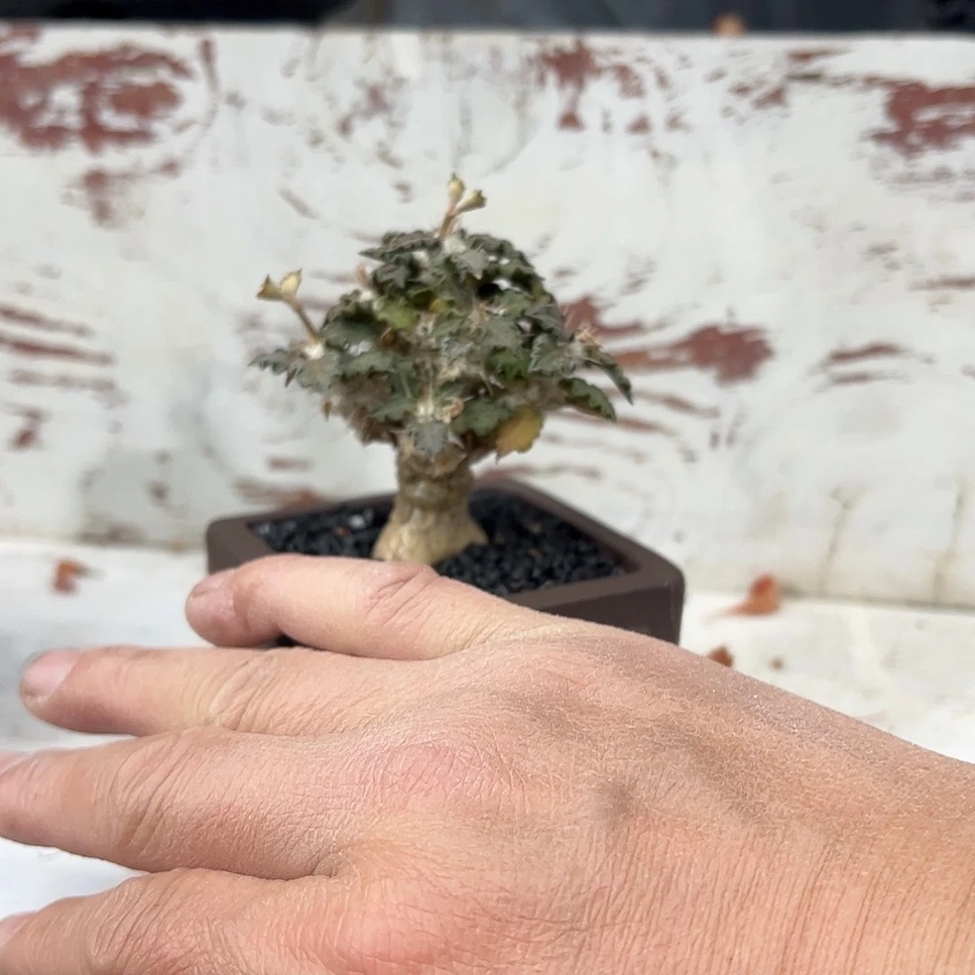 木*图拉大戟88888888