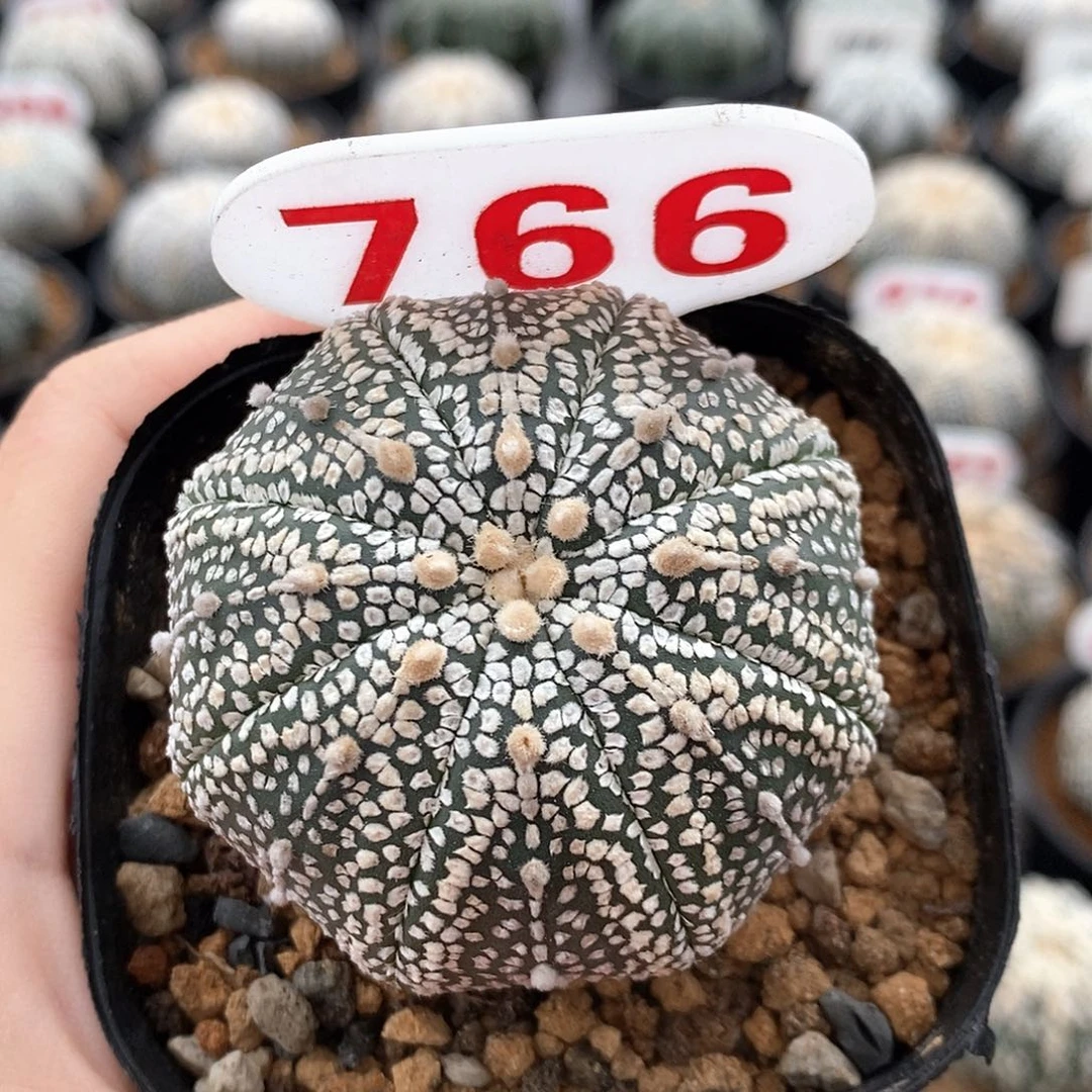 766奇迹抖系列福利