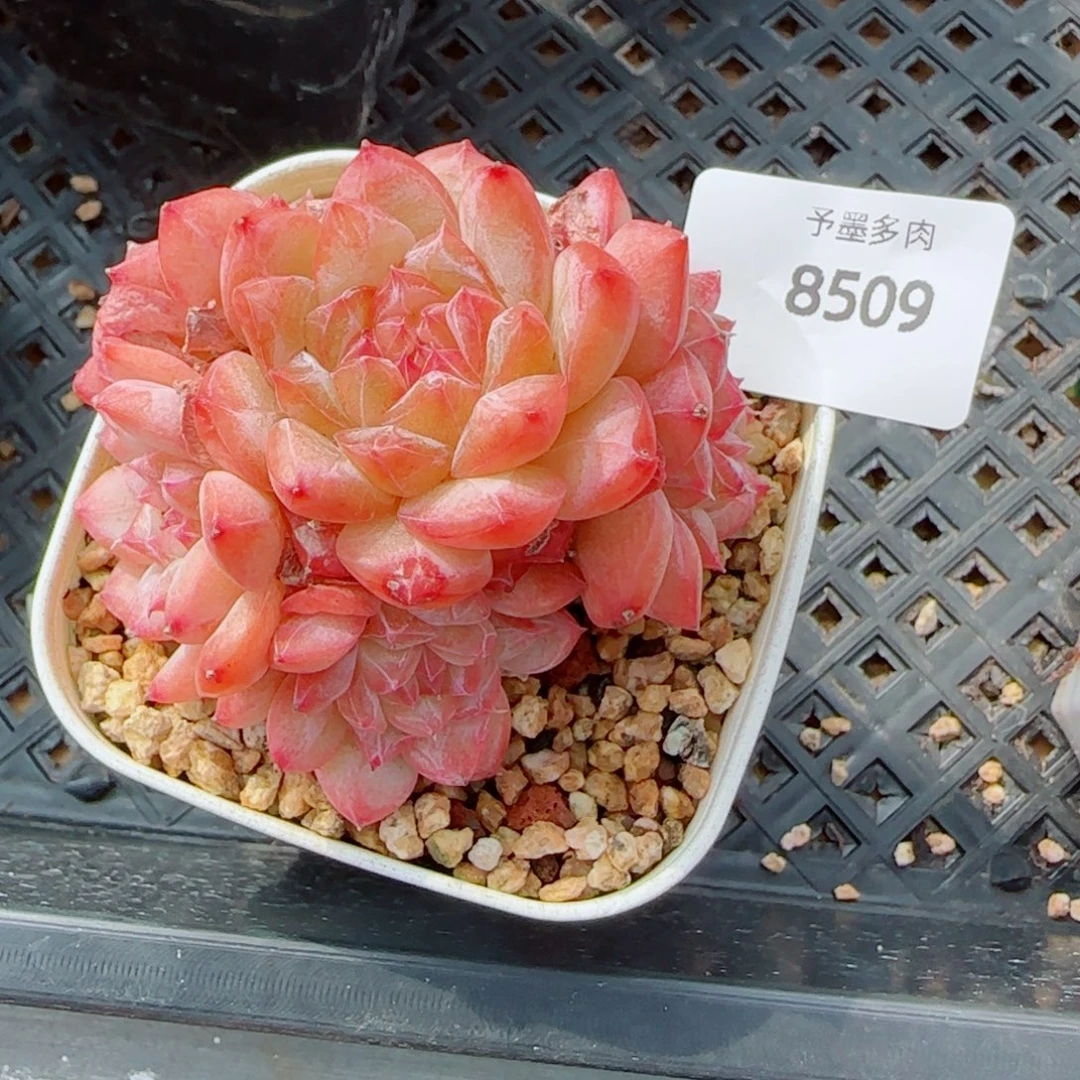五头寒江雪，8509多肉植物