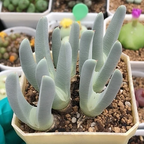 多肉肉锥 恶魔玉