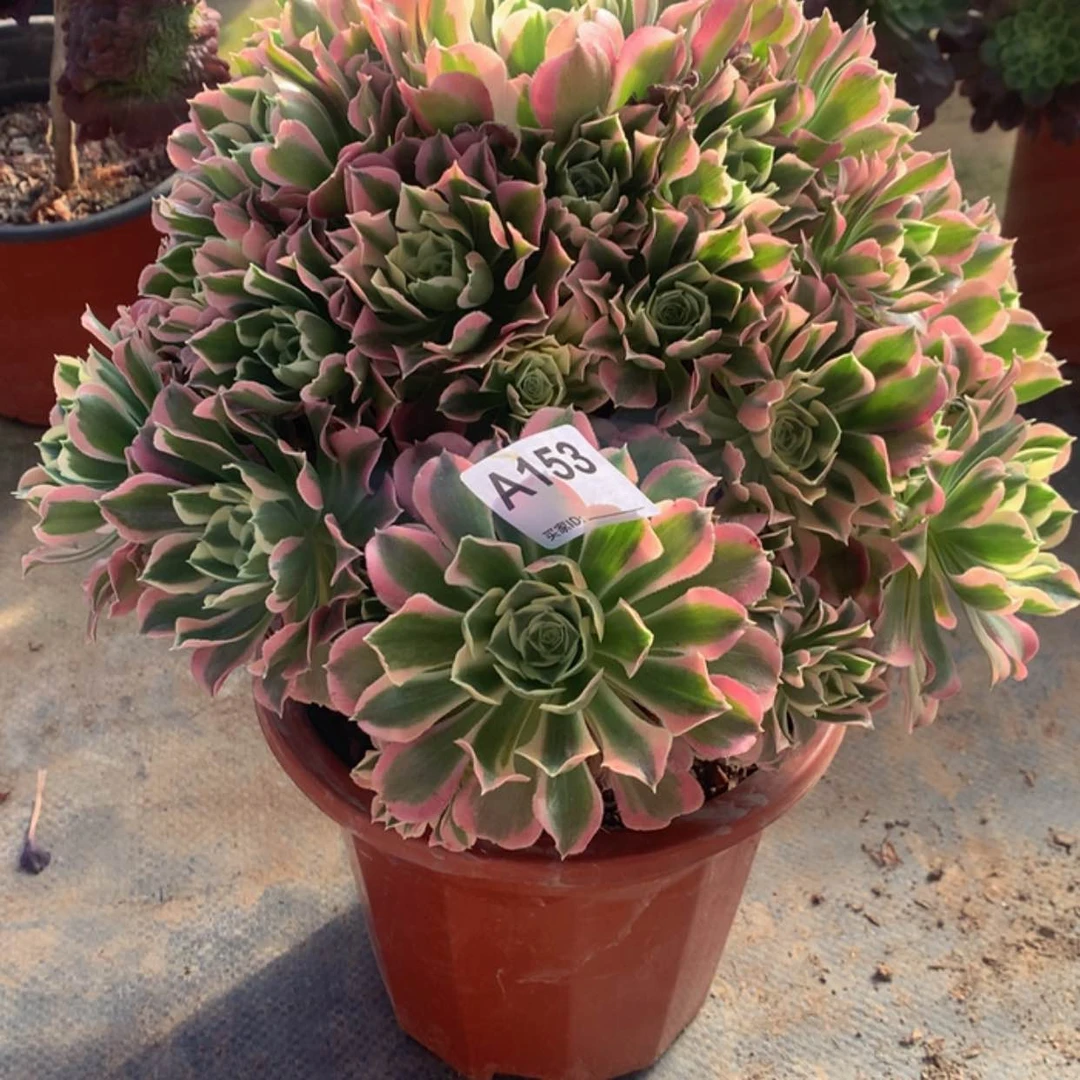 【闪购商品】153白凤