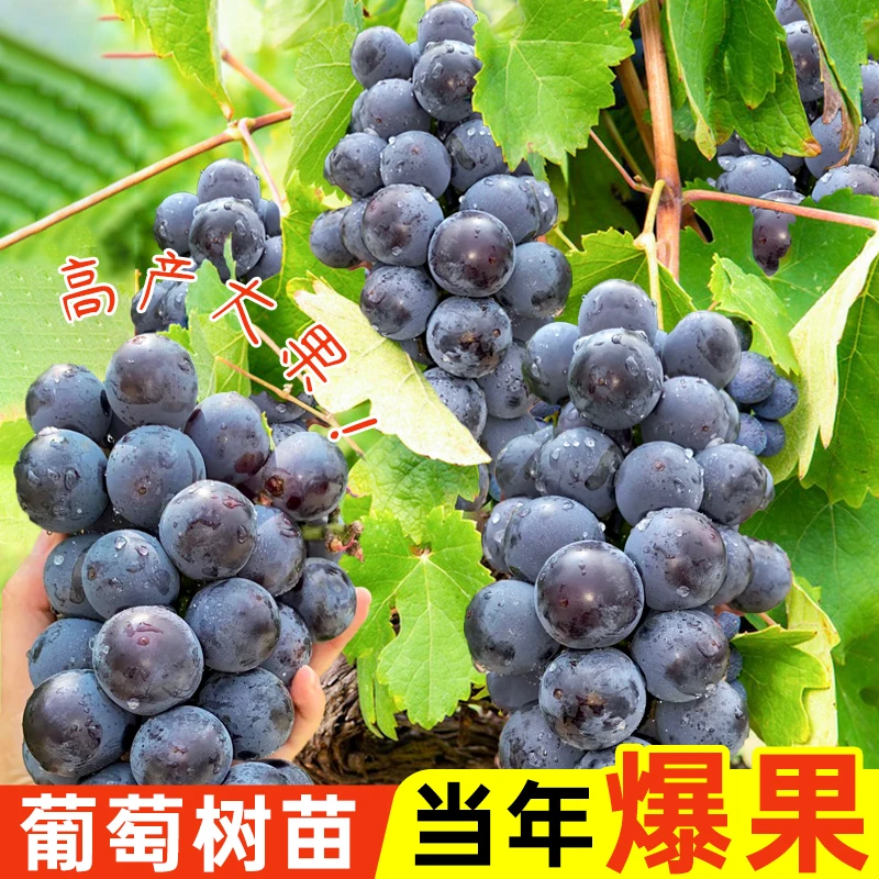 巨峰葡萄树苗果树苗阳光玫瑰南方种植庭院耐寒爬藤盆栽大苗葡萄树