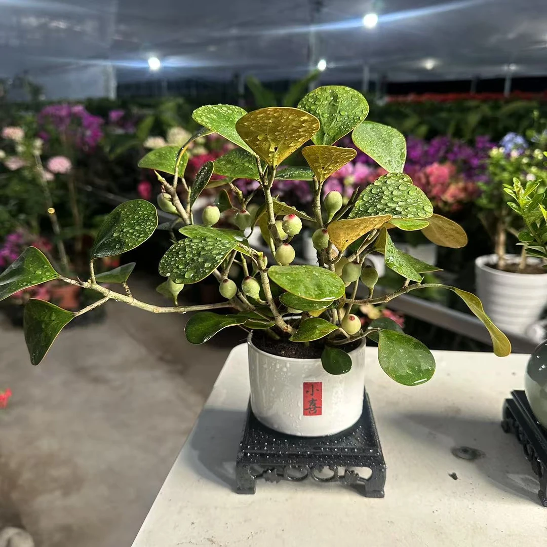 小盼菩提可以凹造型办公室绿植桌面好养小盆栽植物