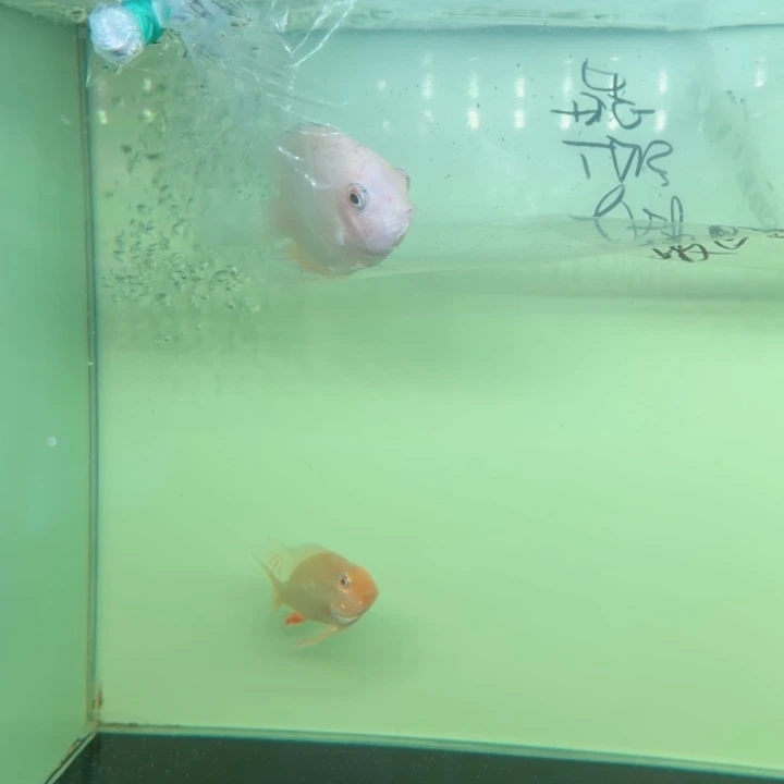 241喷点金菠萝1条 5cm