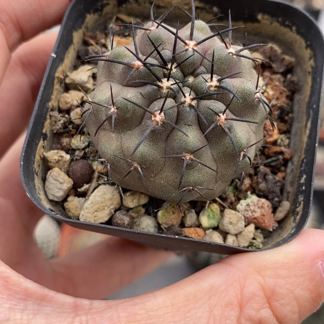 帝冠龙植播园艺优选