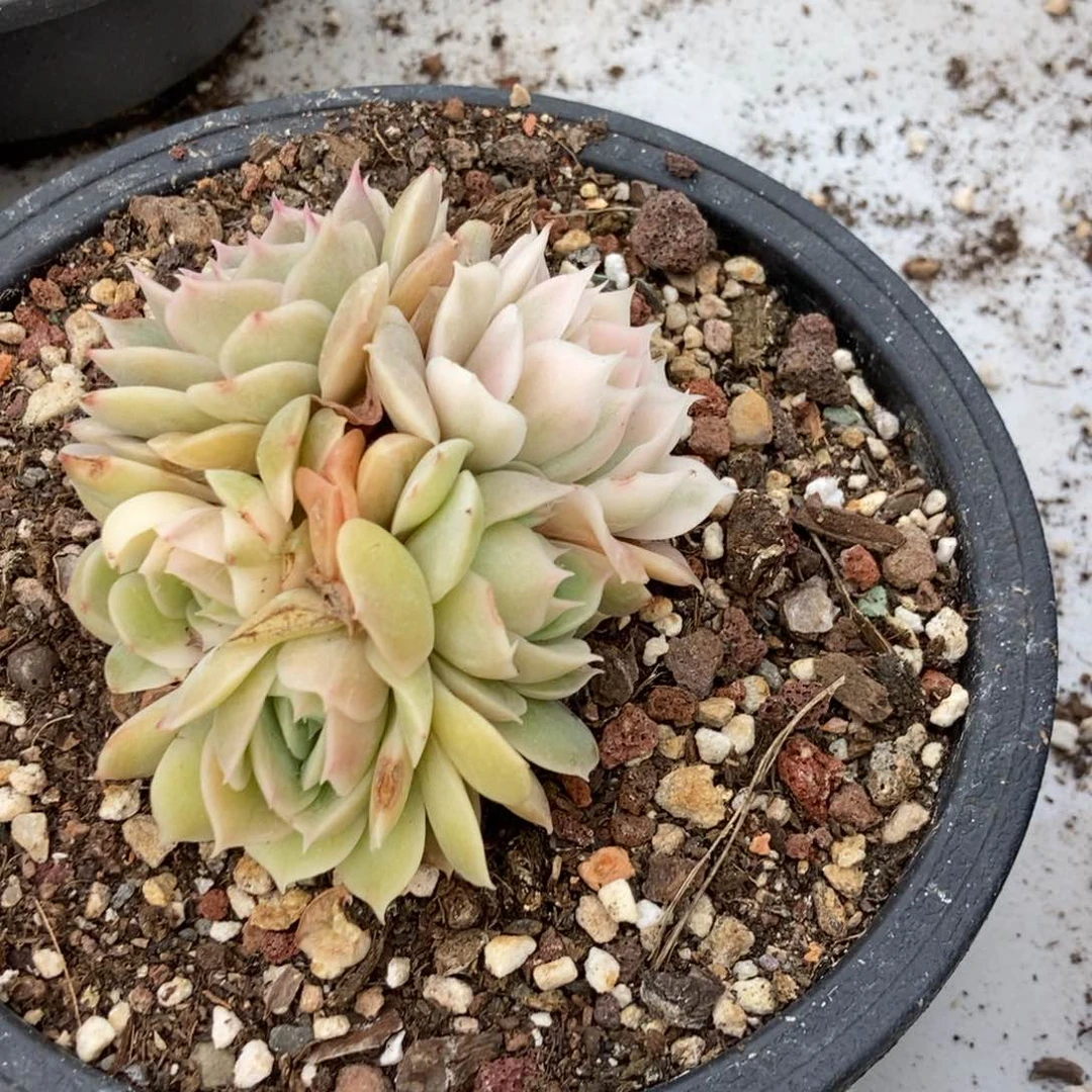 昂斯诺锦群随机发货一颗