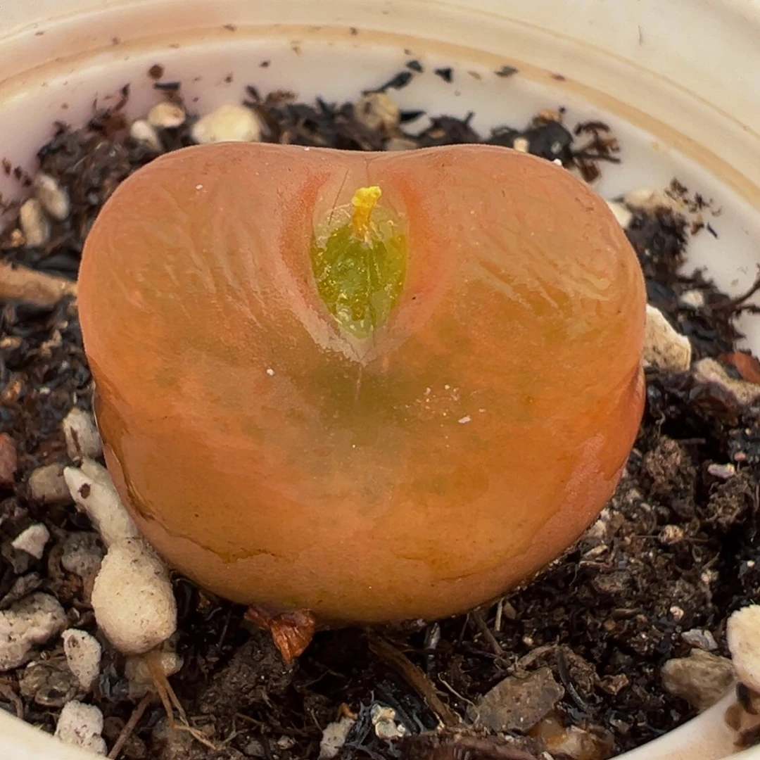 051多肉植物种类多样