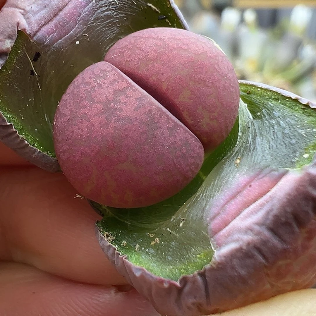 2802纯岛田酒红开播福利炸啦