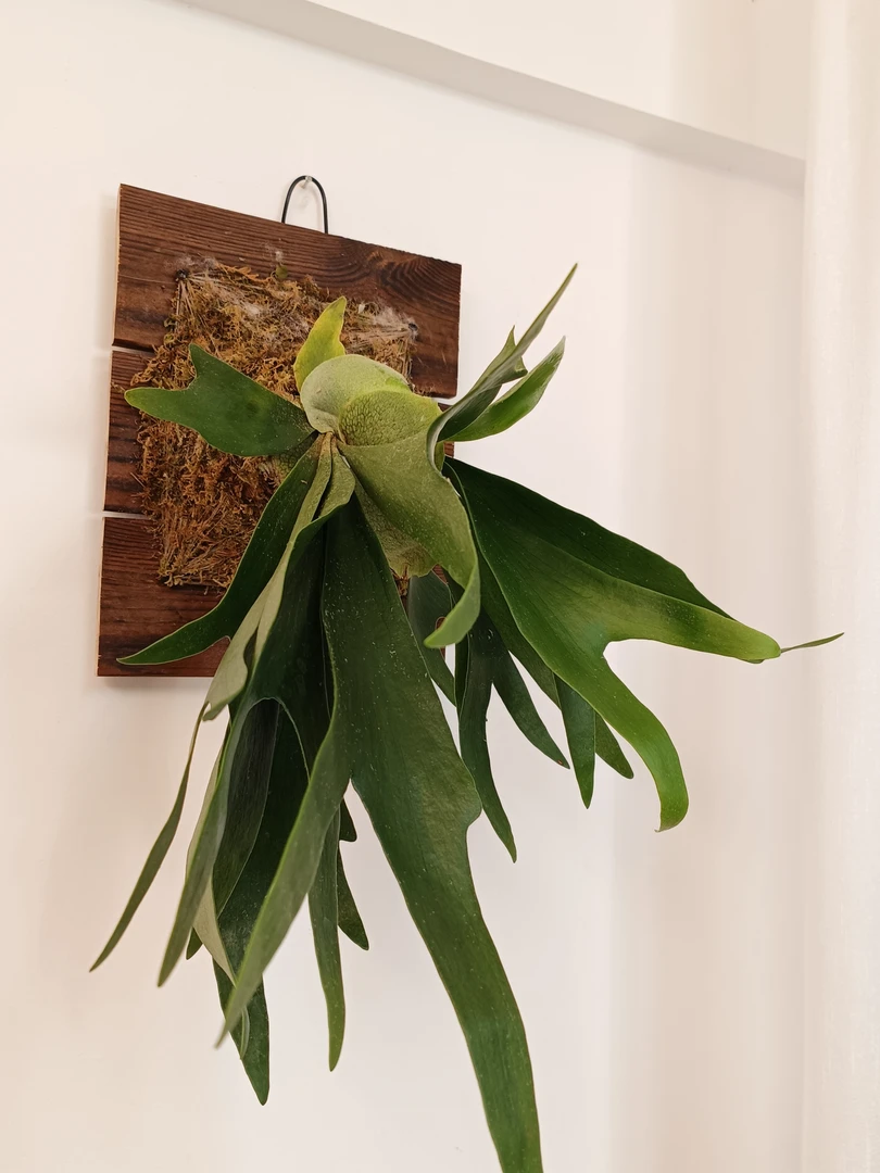 【小阿阮】A级绿植盆栽#鹿角蕨#客厅书房办公室装饰氛围感 冷链直发